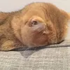 sownren