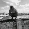 rashidmjanja