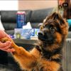 royal_shepherd4