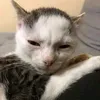 dissocialtalks