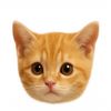 teachingkitty