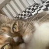 alfieisthatcoolgu
