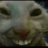 trieuthuha113