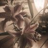 liliespink0