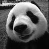 الحربي | 🐼