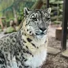 invinciblebeast6