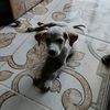 perruno.insano