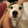 baxter_the_jackrussell