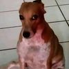 soychikotero