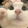 chonliendzvcl208