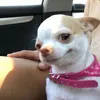 doglovefic