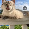 nettie.slaubaugh