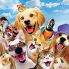funnypetsofworld