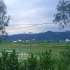 257_foxx