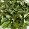 ورق سدر اخضر🌿