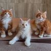 mainecoon.kittens725