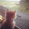cippppu1