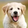petsvideos