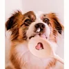 tessi_dog