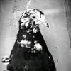 5ass_poo1