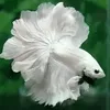 hoangthien_955