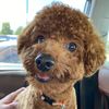 teddy.muffin