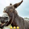 Bazaar Laughter