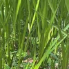 ひまわりちゃん