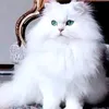 meaw1779