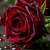ruwaida.essam6