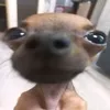 dmzinpoxa