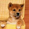 Cute Shiba