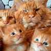 persicat39
