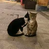 mì chọt số?