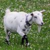 goat66425