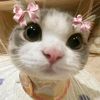 greentea_hanna