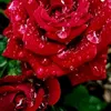 sm.rohi.31