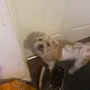 maincooncatlover123