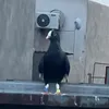 ابو حسين