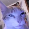 akunoc1