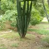 ygocostasilva