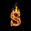 sudias.gull2