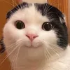 knmtdrk