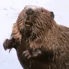 voltyri