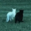 arazuuu3