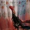 azzim282