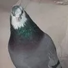 alndgoran52