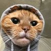 gus.weyne469