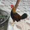 aliadil881