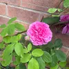 peonyrosewren
